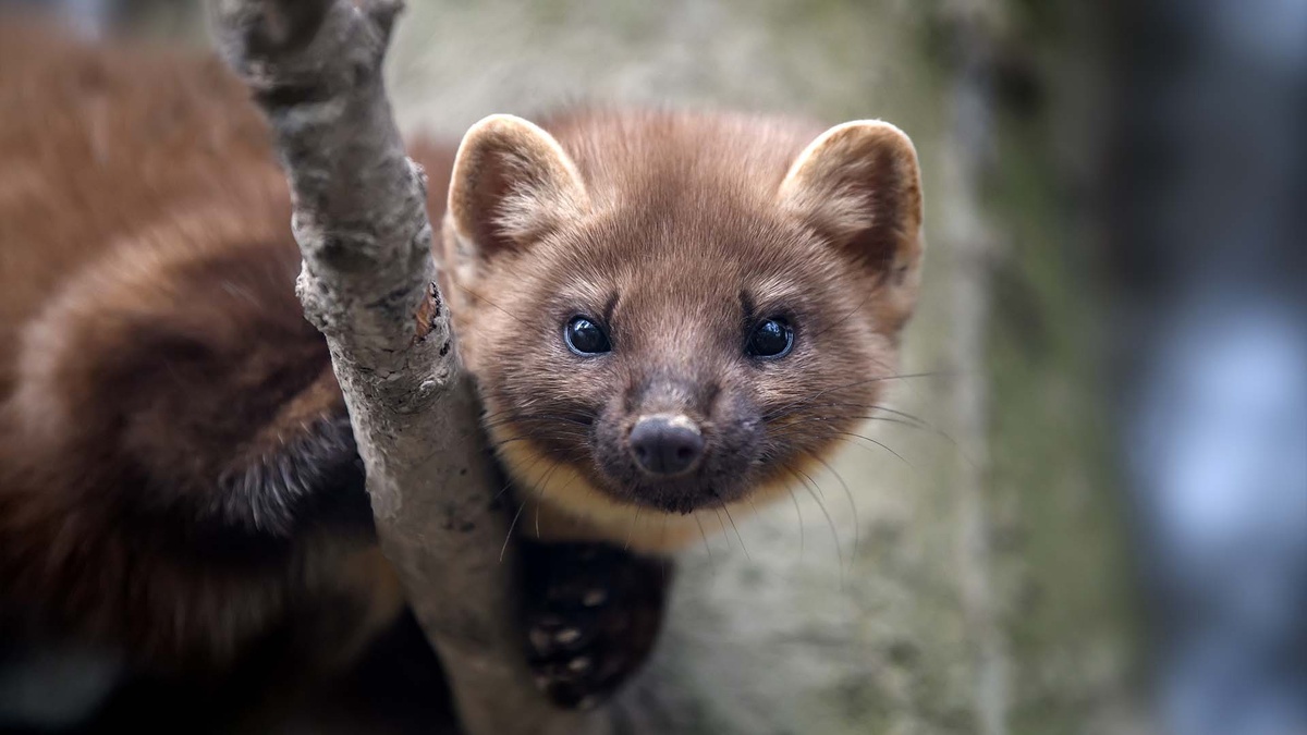 Фото с сайта: https://www.noovo.info/nouvelle/une-martre-damerique-attaque-les-randonneurs-au-parc-national-de-la-mauricie.html