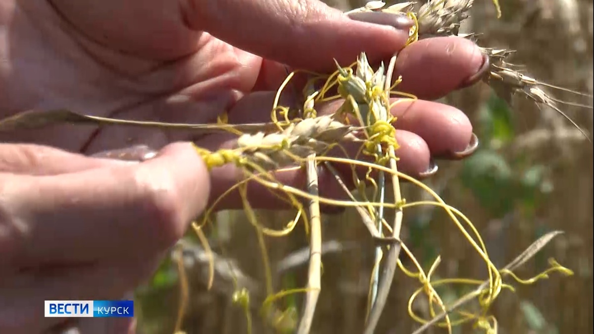    Угроза для будущего урожая: в Курской области зацветает повилика