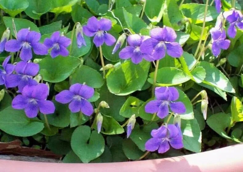 Фото из свободного доступа