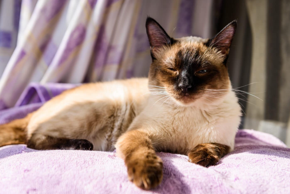 Кошачий поцелуй