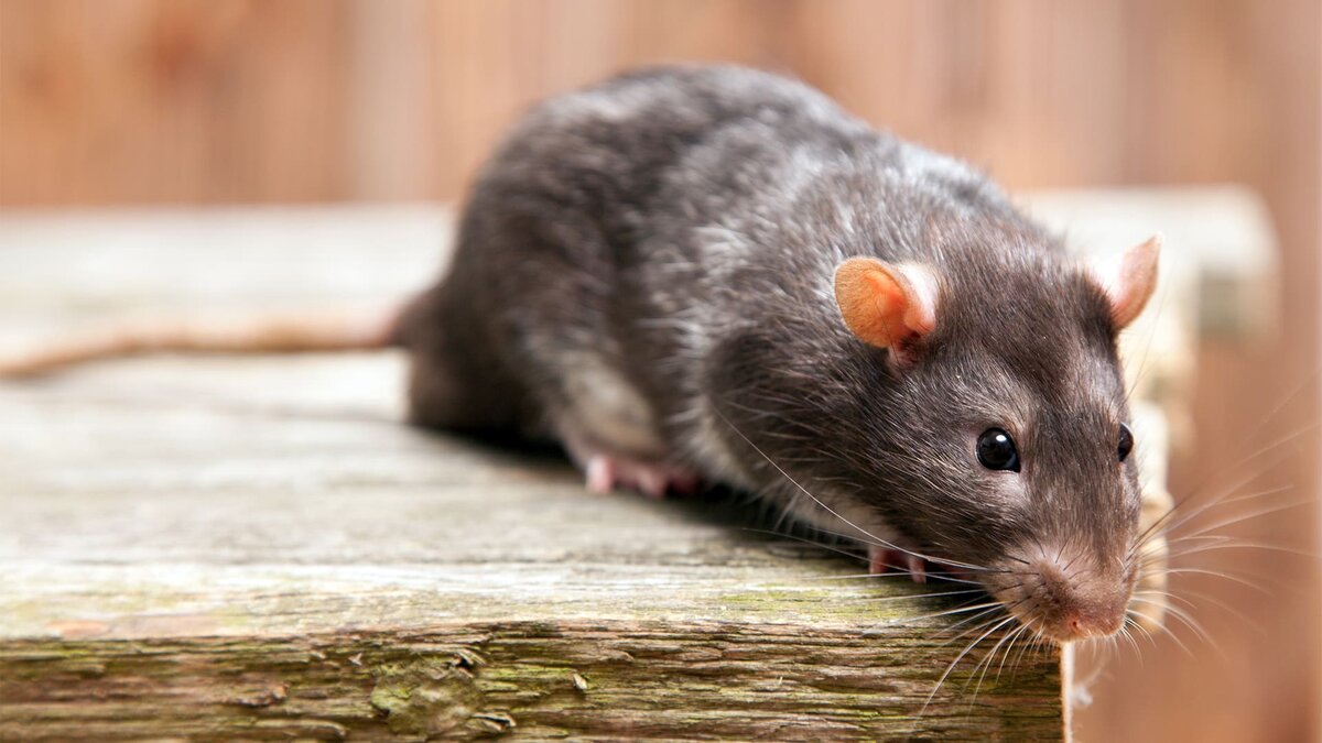 Фото с сайта: https://montreally.com/est-ce-que-les-rats-sont-agressifs/