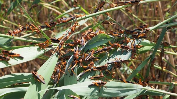    © РИА Новости . Виталий Тимкив