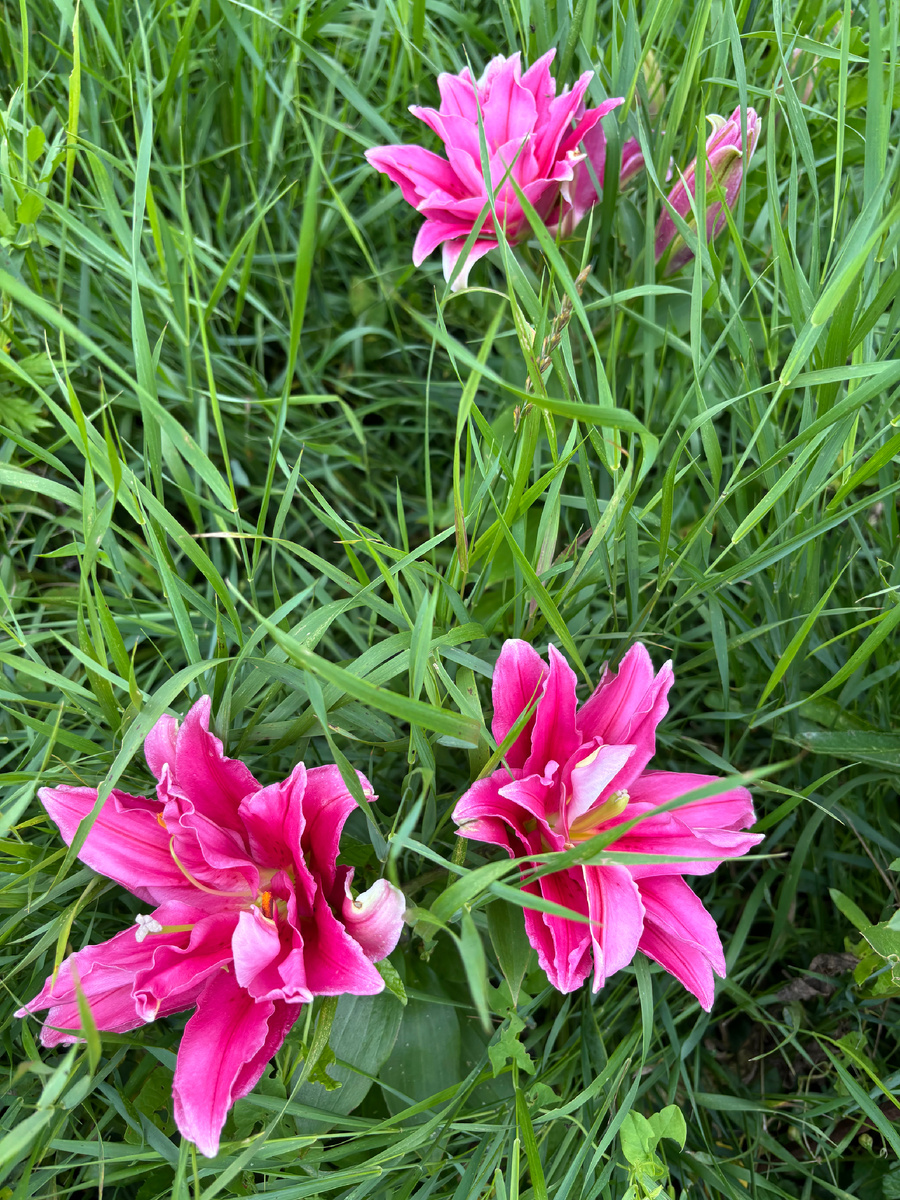 Как всегда лилии.