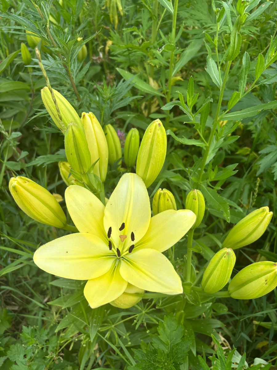 Разной формы и окраса.