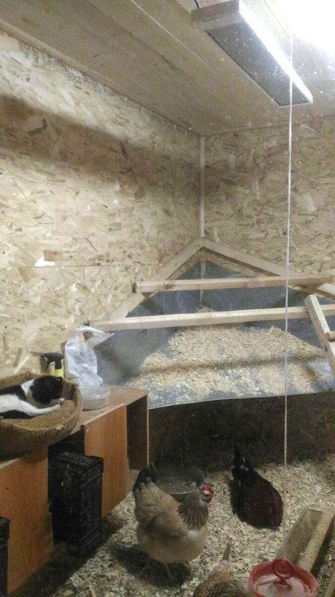 Потолочный инфракрасный обогреватель в моем курятнике