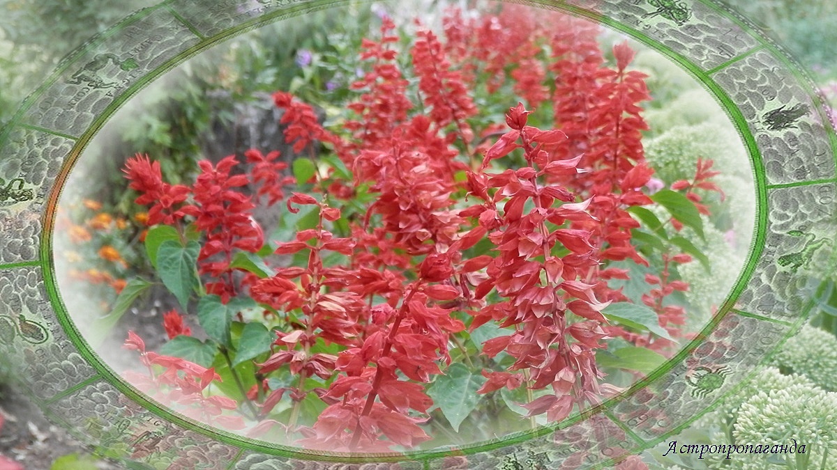 Гороскоп с 28 июля по 3 августа 2025: капризы Меркурия и Венеры | Недельный гороскоп