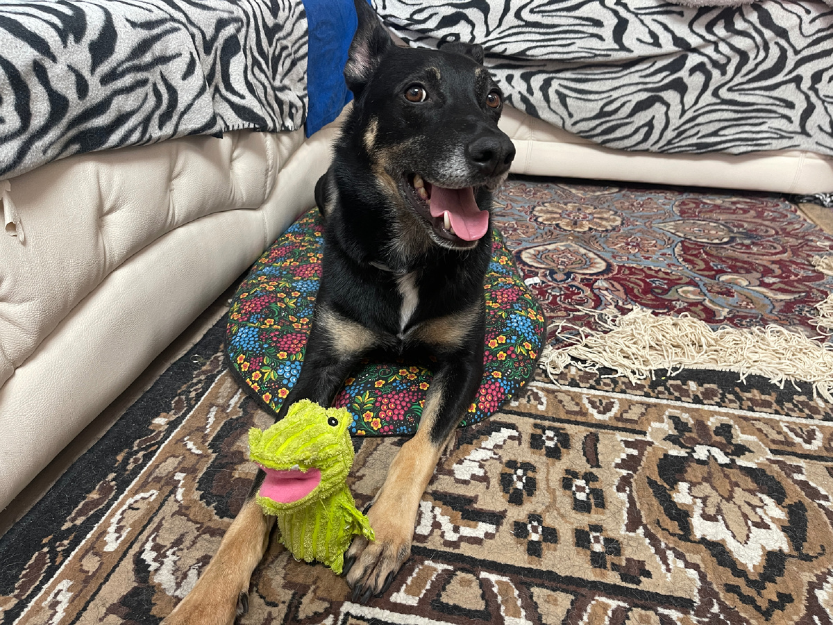 Или вот, сам взял себе игрушку и принес к лежаку. Хотя иногда мне бывает лень за ней идти, и я жду, когда Миша сам мне ее принесёт. Он у меня это, тоже дрессированный 🤣