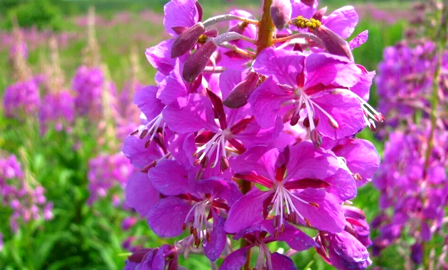 Кипрей узколистный (Иван-чай) и его невероятные свойства