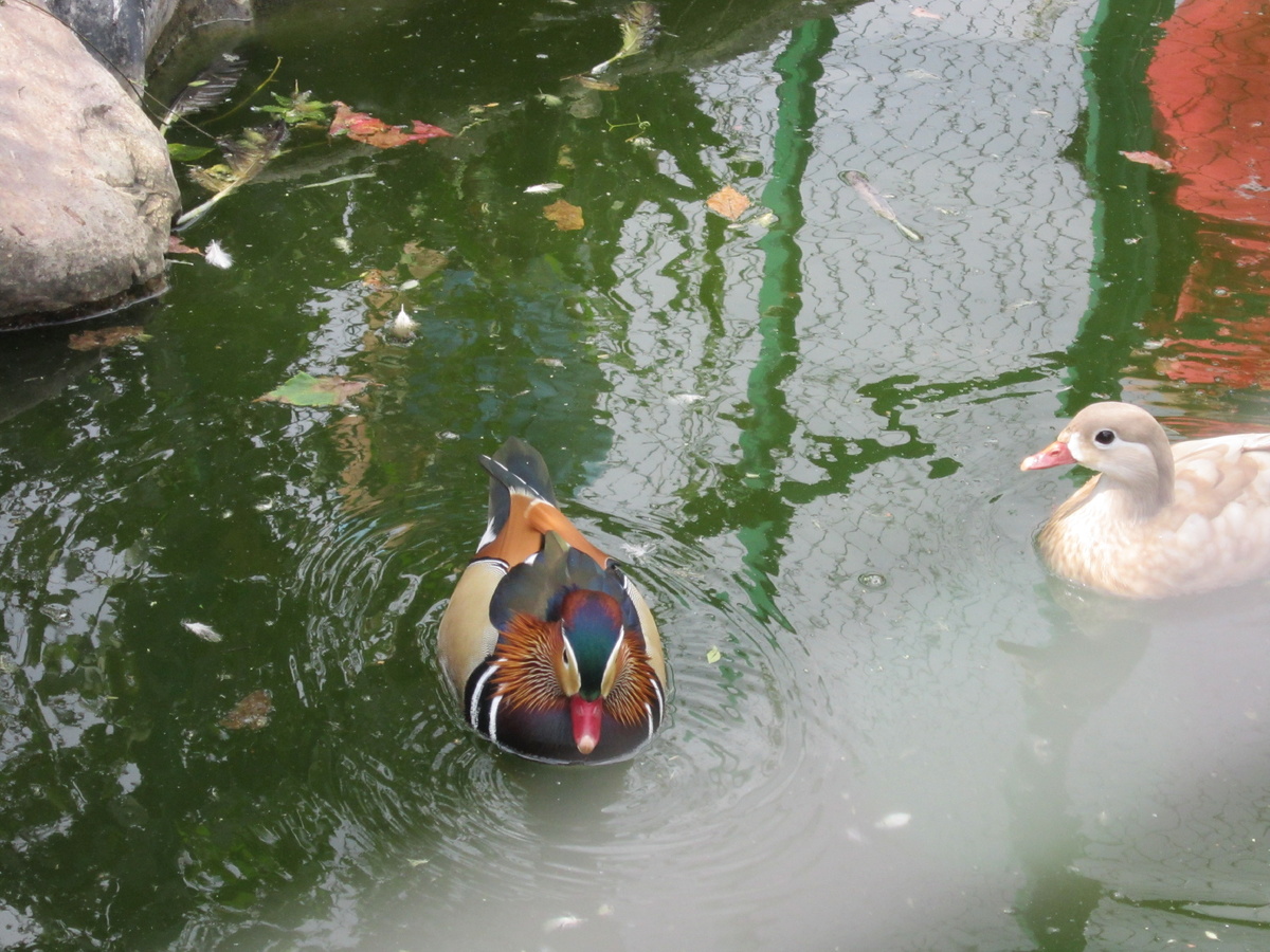 Фото автора. Утки Мандаринки.