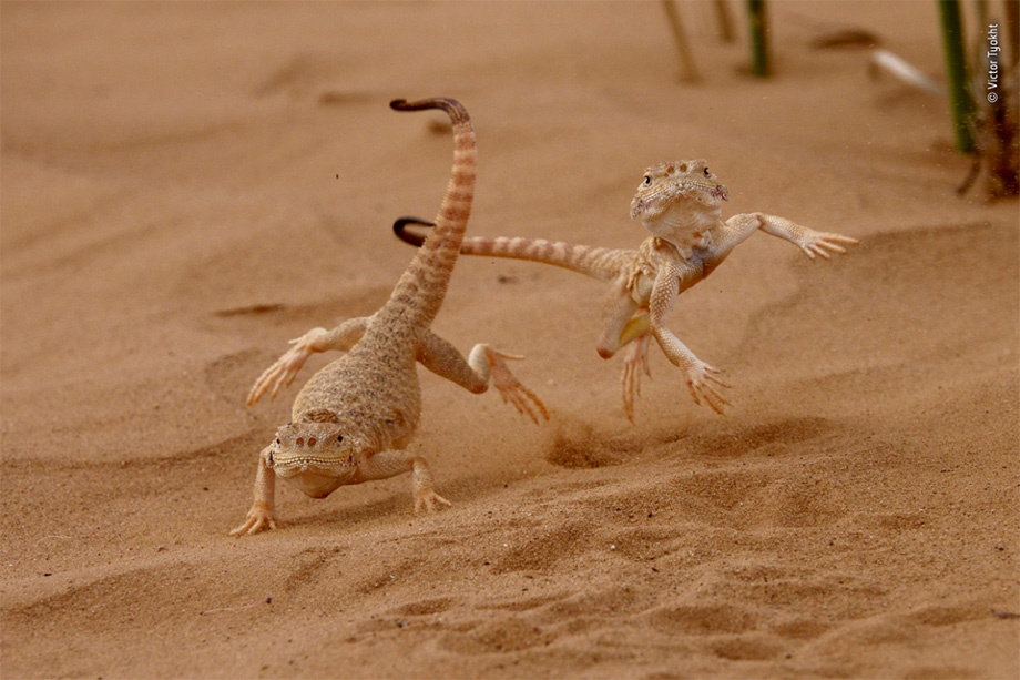 Фото с сайта: https://photowebexpo.ru/photo/contests/Konkurs-Wildlife-Photographer-of-the-Year-otkryl-prijom-rabot-v-56-raz