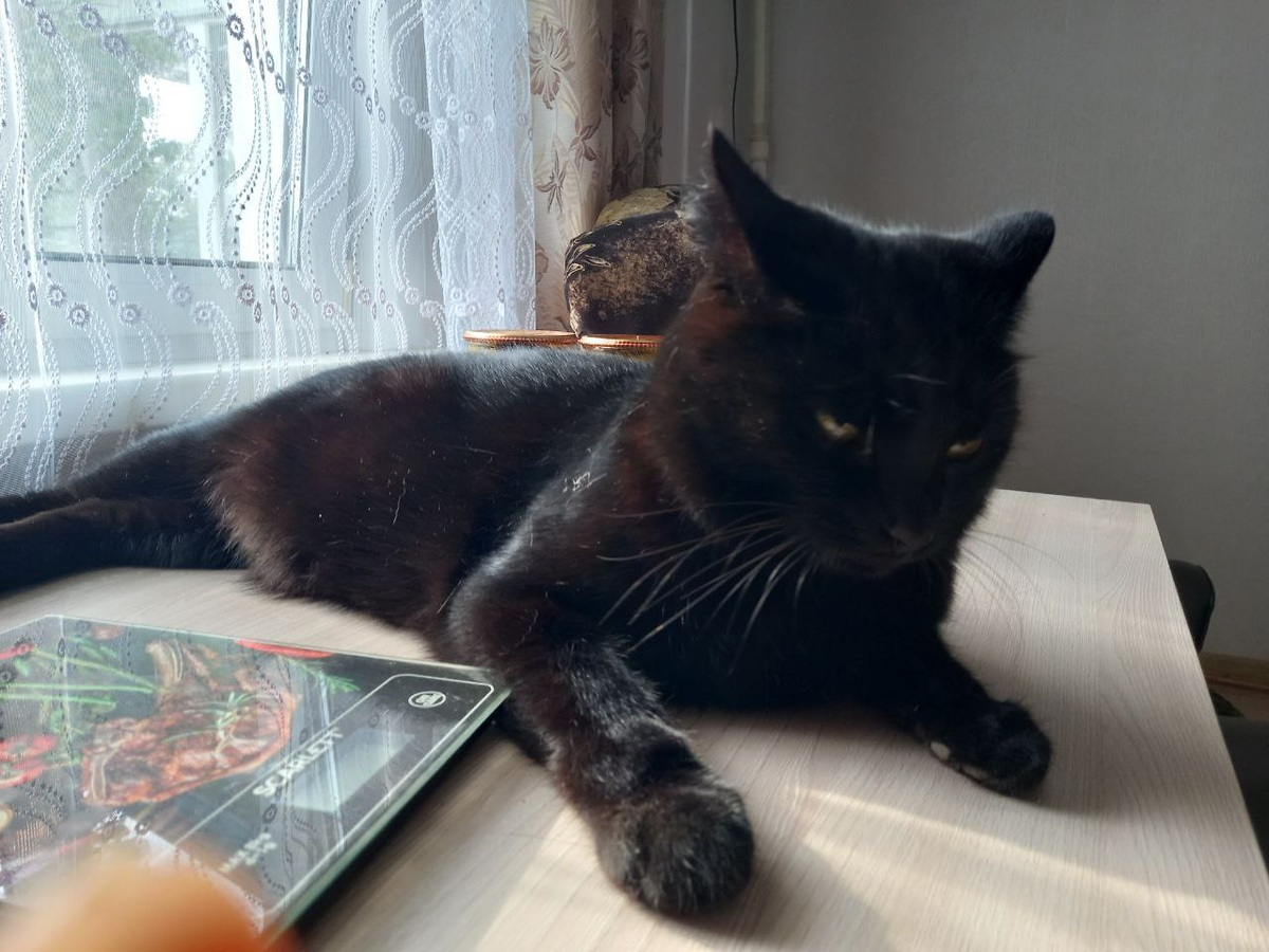 Даже мой Кусик устаёт от лежания.