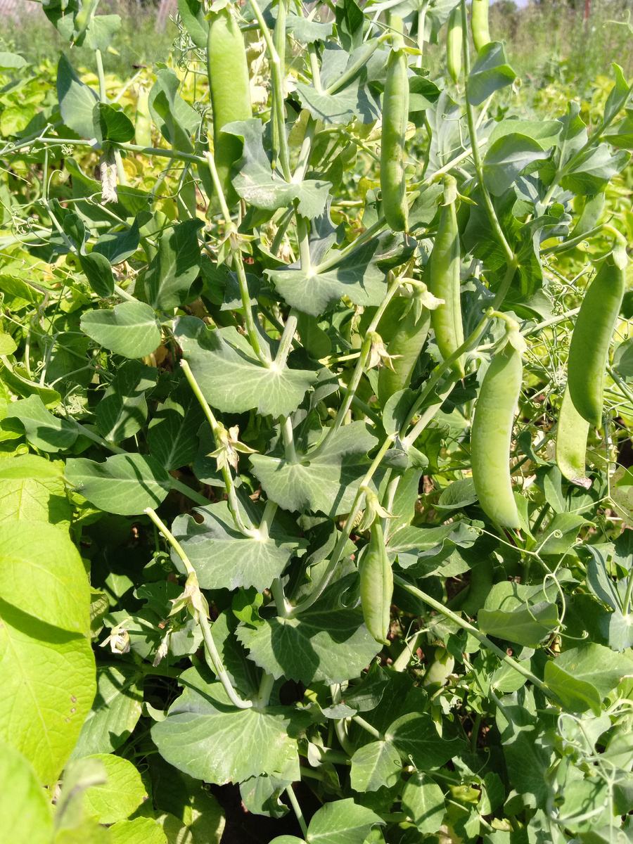 Зелёный горошек.