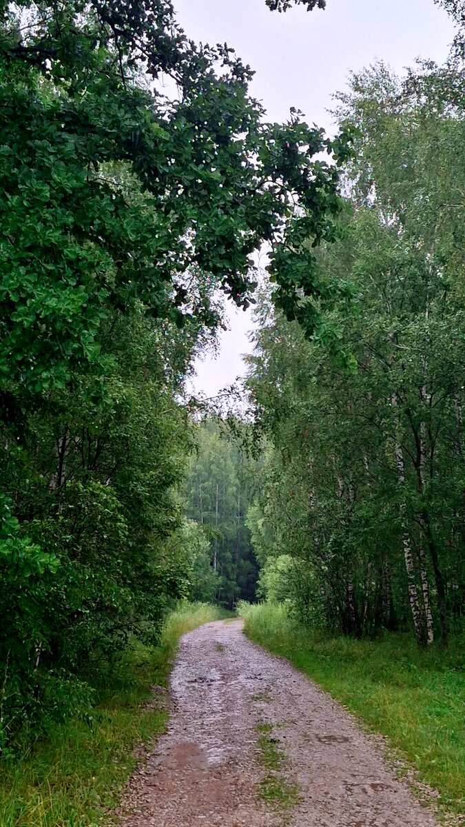 Дорога через лесок и погост