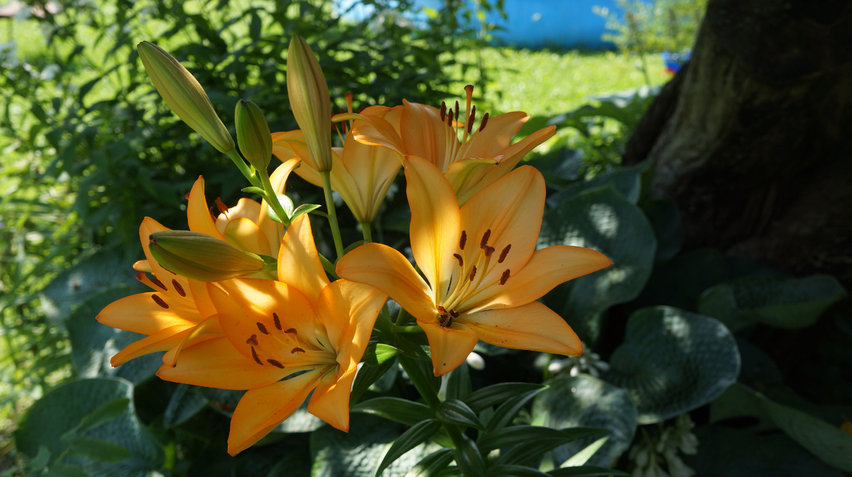 Лилии. Первая отцвела, но есть те, что еще и не зацвели