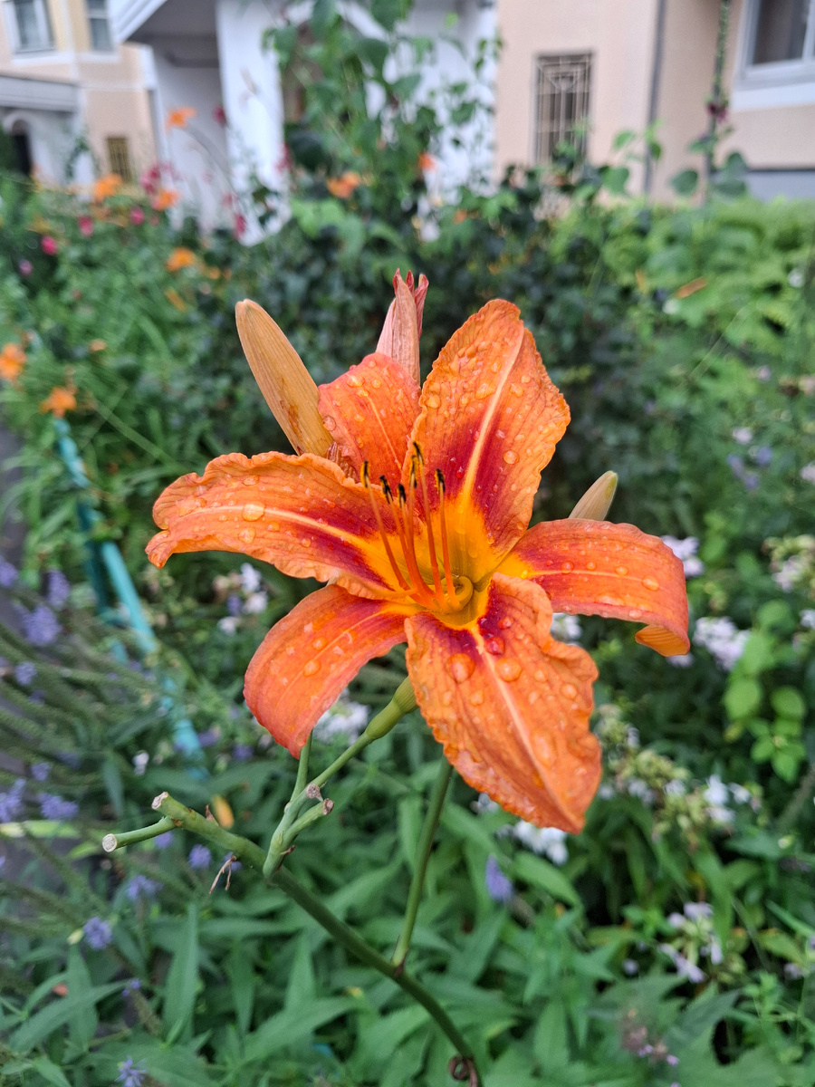 Слезы лилии