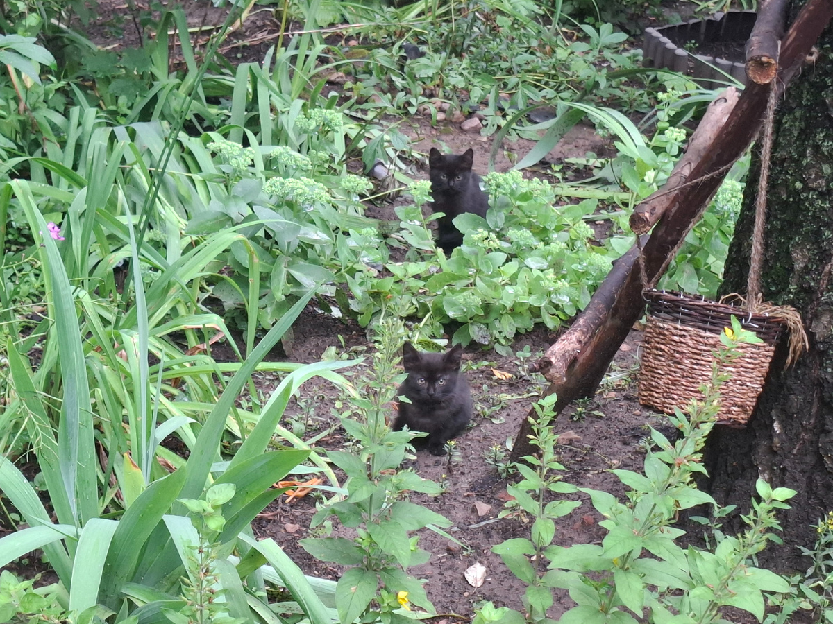 Кому котеночков? Красивые! Неужели бывает такая бездомная красота?