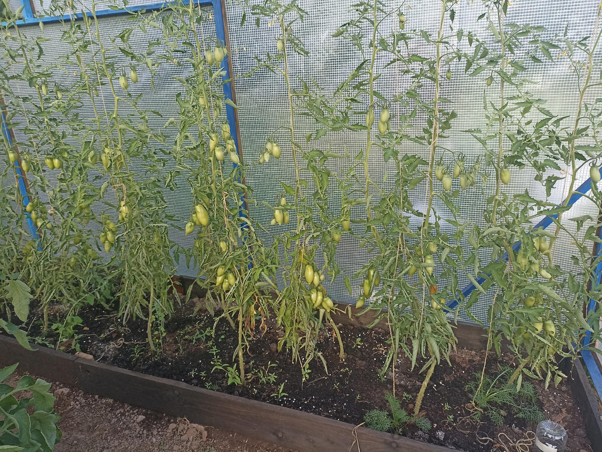 Это Перцевидные