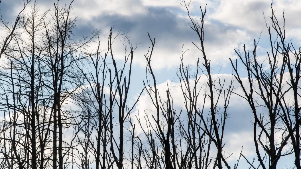    Ilya Moskovets/Globallookpress