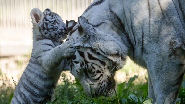    © © РИА Новости. Александр Кряжев