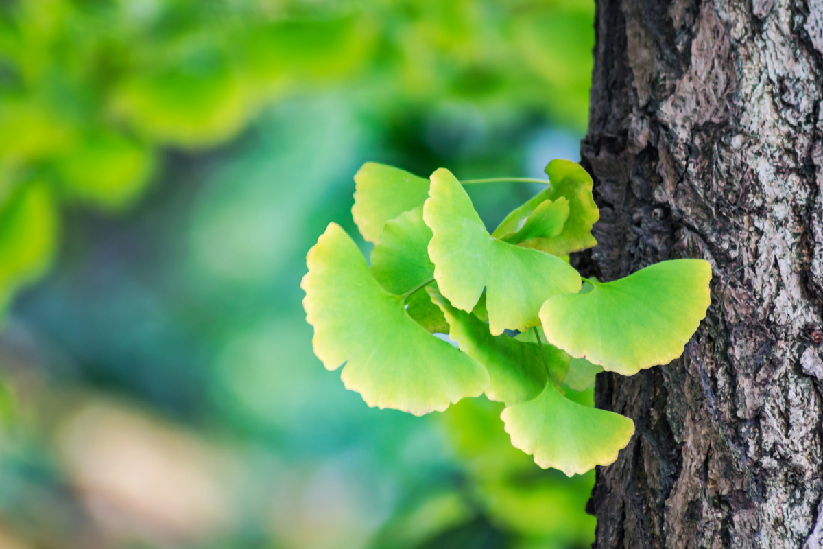 https://ru.freepik.com/free-photo/ginkgo-biloba-leaves_1118676.htm#fromView=search&page=1&position=3&uuid=7b1d748c-6187-4d0b-b189-e419b6609557&query=%D0%93%D0%B8%D0%BD%D0%BA%D0%B3%D0%BE+%D0%B1%D0%B8%D0%BB%D0%BE%D0%B1%D0%B0