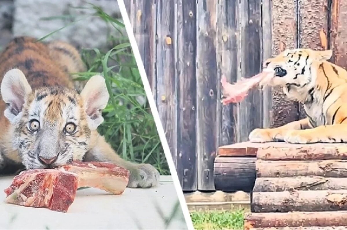    Новорождённый Жигер весил всего 1,3 кг, а сегодня вес хищника – больше тонны. Фото Ростовский-на-Дону зоопарк.