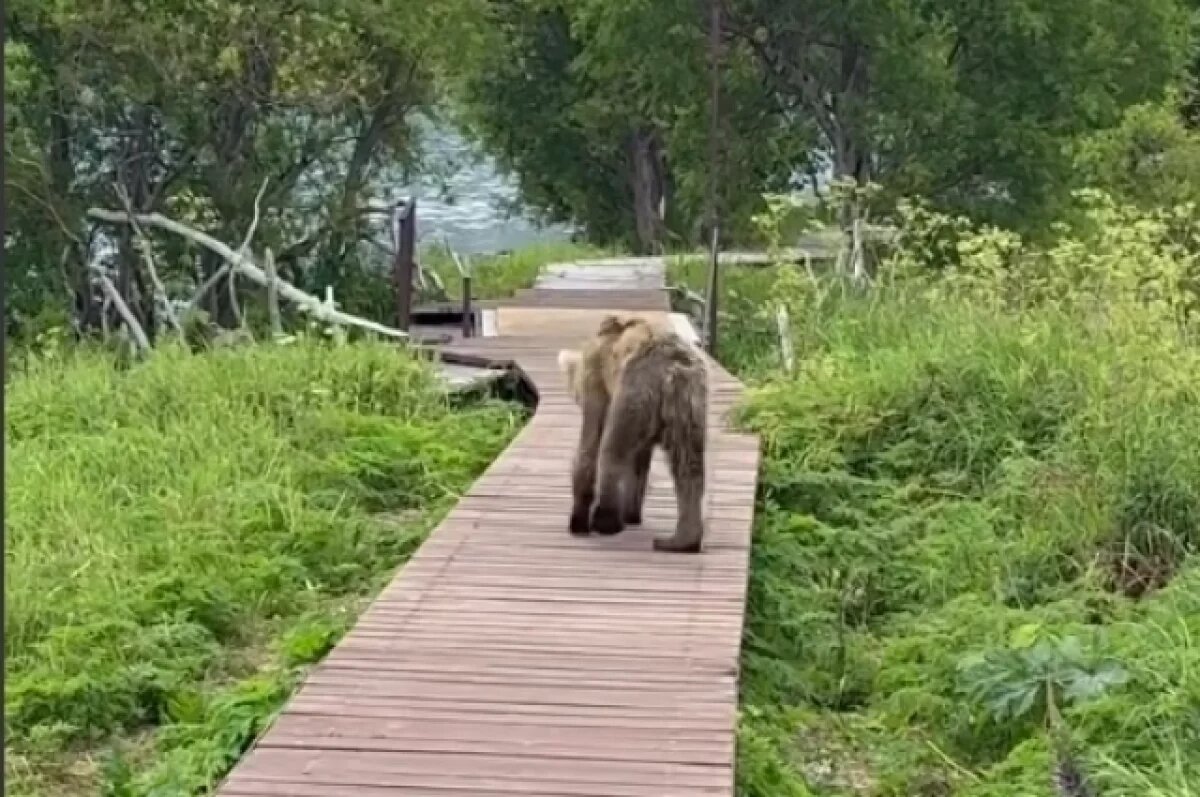    На Камчатке инспектор заповедника рассказала о весах для медведей