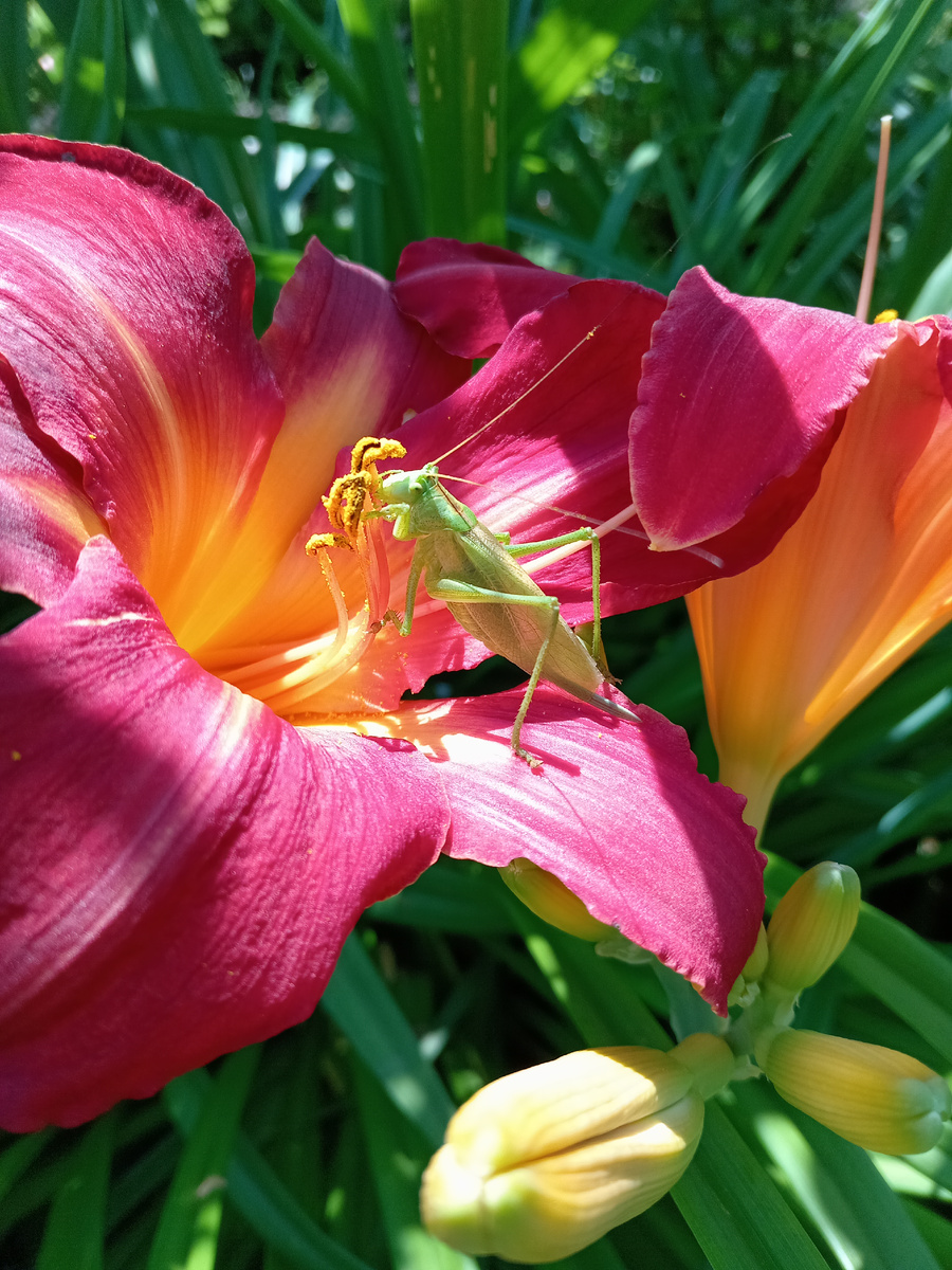 КУЗНЕЧИК НА ЛИЛЕЙНИКЕ.