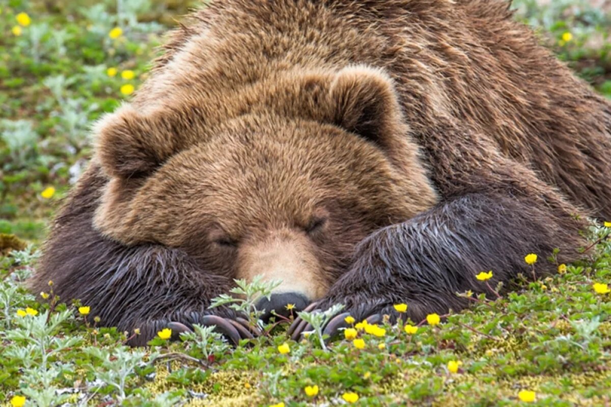    Секрет крепкого сна.
