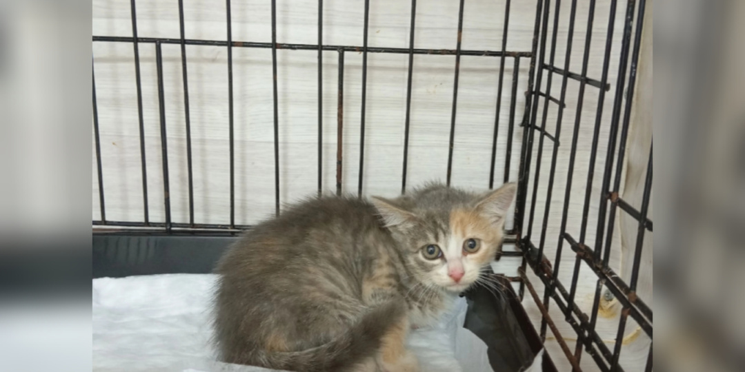 К нам приехали котики, кошечки и котята, спасенные с улиц, а также из другого приюта и один домашний котик.