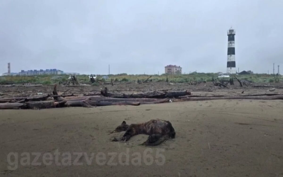    Шторм выбросил тушу медведя на побережье Сахалина