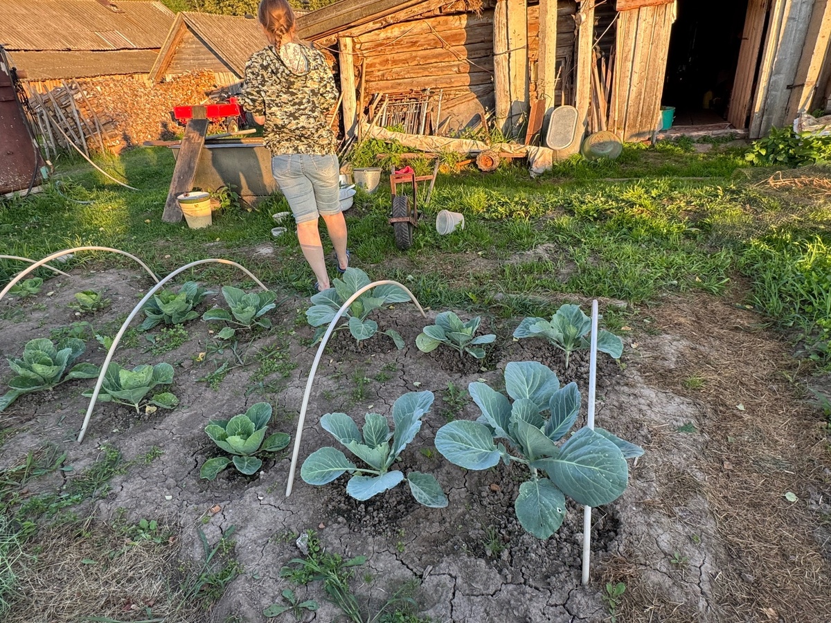    Капуста попрет как танк: вырастет тугой и без рыхлых кочанов - просто потопчитесь по грядке