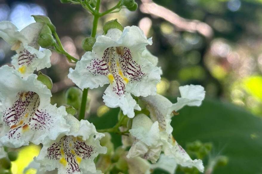    Источник фото: телеграм-канал "Ботсад. Владивосток"