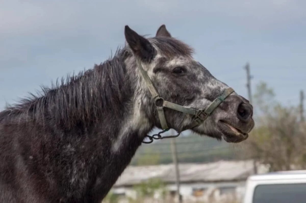    Забайкалец украл лошадей на миллион рублей