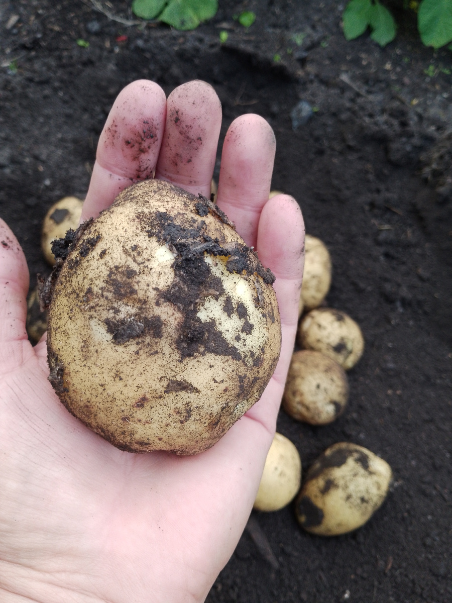 Для конца июля хорошечно наросла