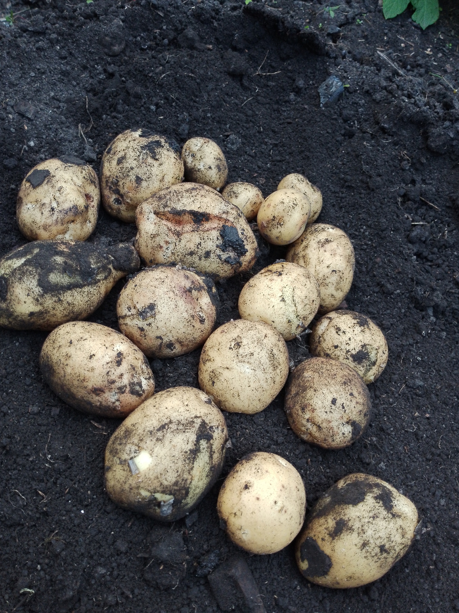 Один кустик на ужин будет достаточно