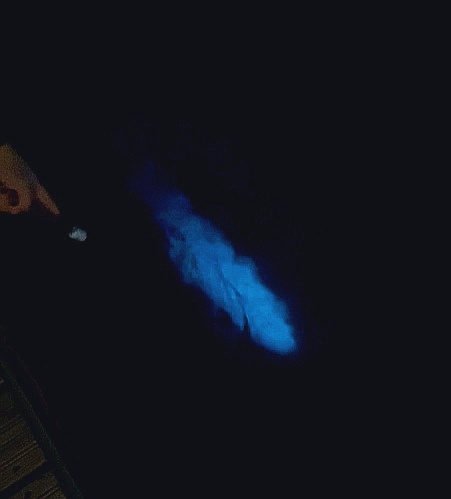 Свечение планктона на Камчатке в июле 2025 года