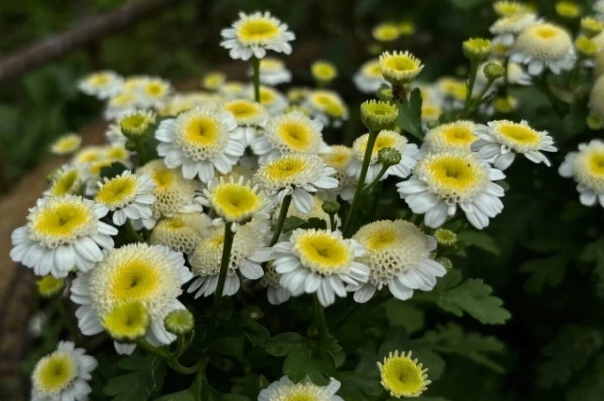    Председатель Совета ветеранов МЖК отметила 90-летний юбилей в Чите