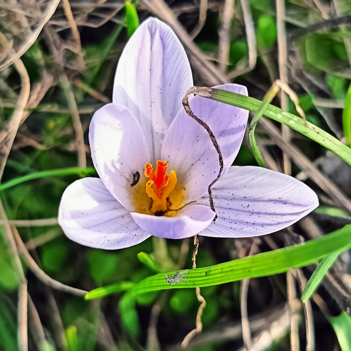 Крокусы, Золотой Курган, гора в Пятигорье
