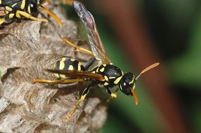    Молодая самка бумажной осы Polistes gallicus. Фото: Commons.wikimedia.org