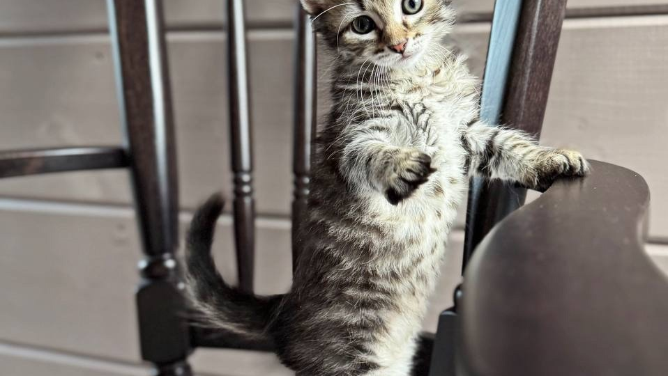 Уникальные котята ищут самых добрых хозяев!