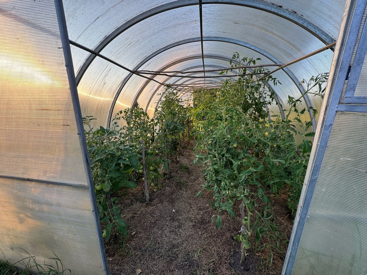    3 гр. в 10 л. воды - и под куст: помогаем томатам дозреть, когда атакует фитофтора