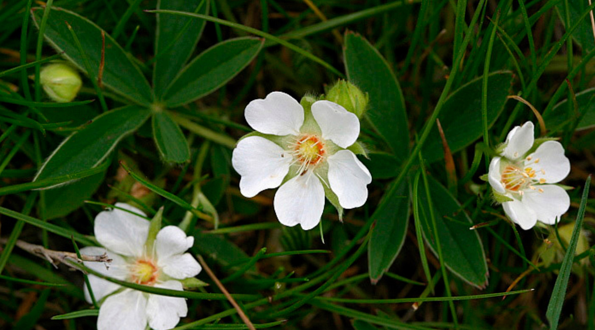 Лапчатка белая (лат. Potentilla alba)