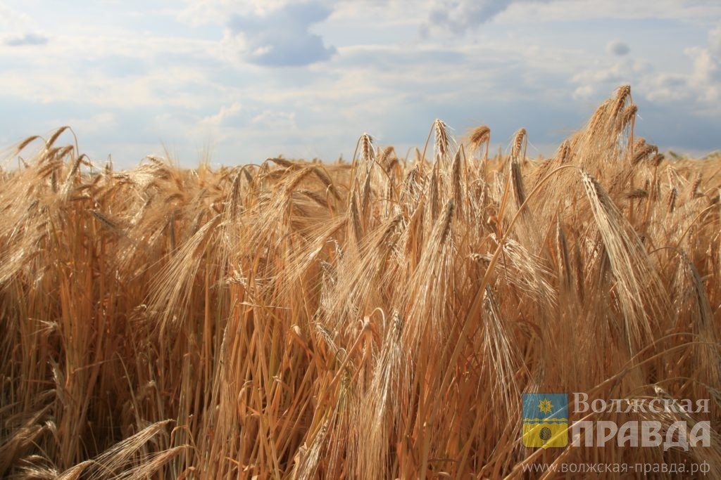 Фото: Pixabay.com📷    Птицы замолкают, ночи холодают: традиции на 29 июля
