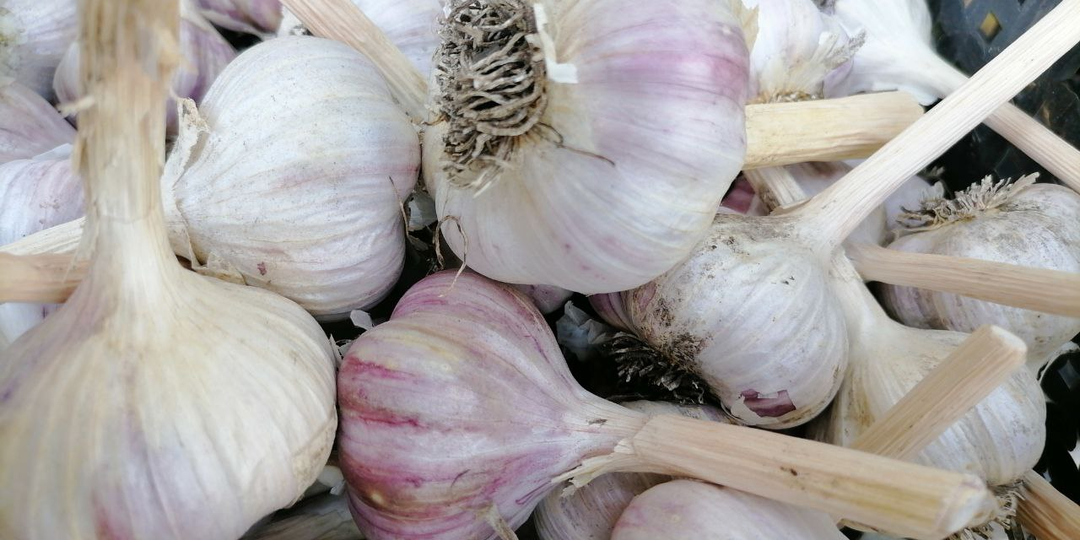 6 правил посадки чеснока под зиму: какой, когда, куда и как сажать. С особенностями для Сибири