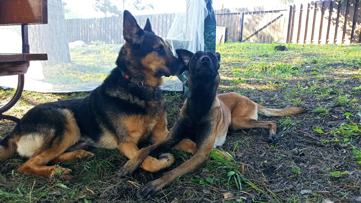 Привязались и полюбили друг друга.