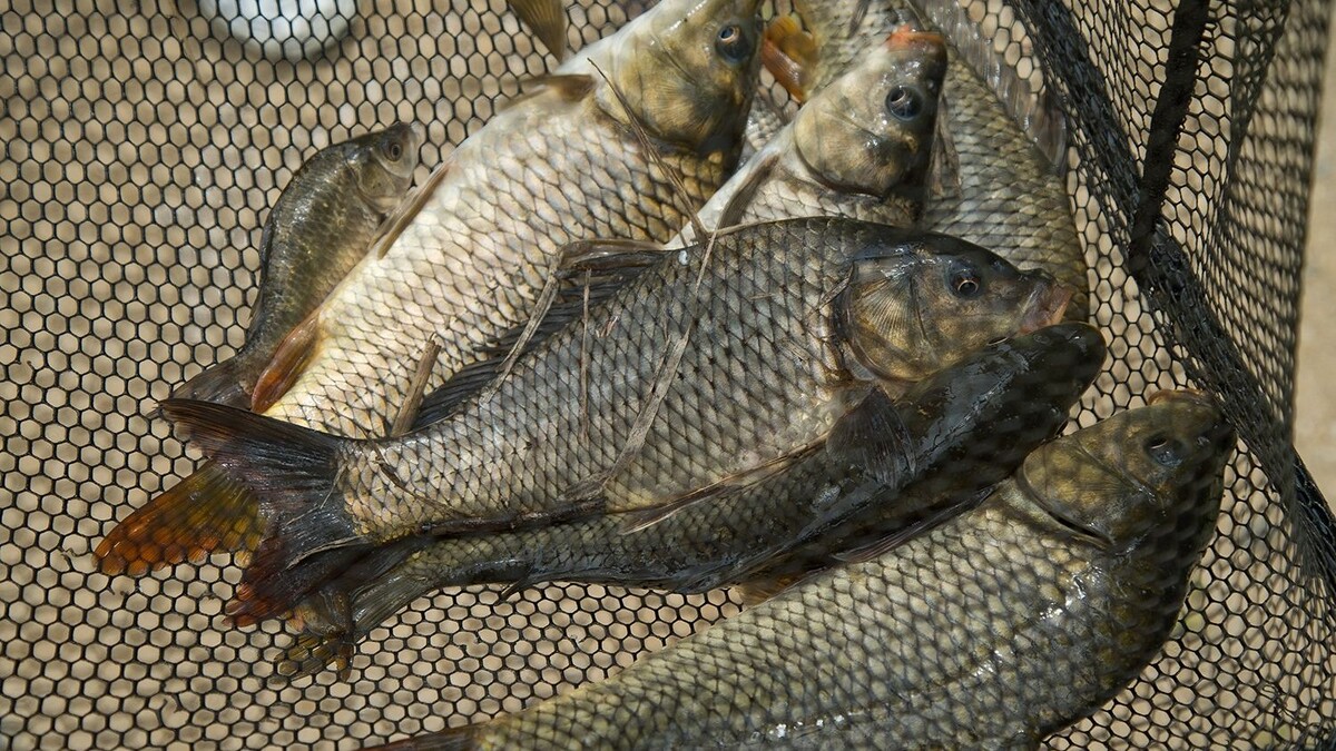     Автор: Федерация рыболовного спорта Приморского края Источник: primorsky.ru