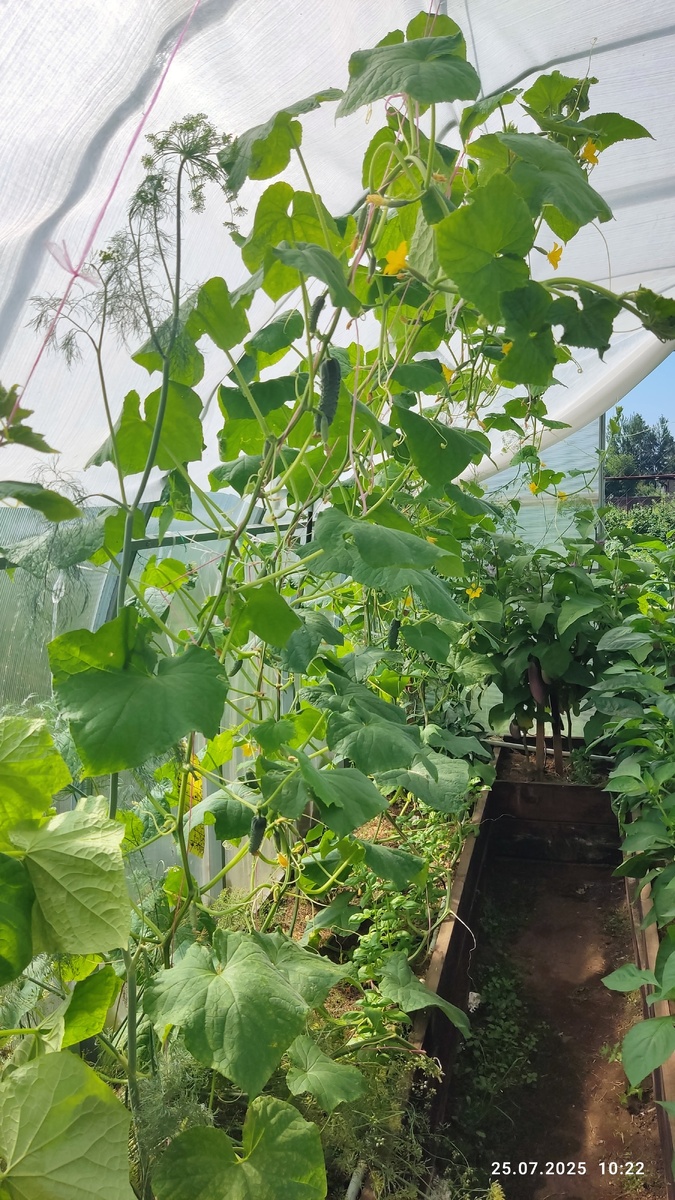 Благодаря этому способу выращивания огурцы можно выращивать даже на боковой грядке теплицы