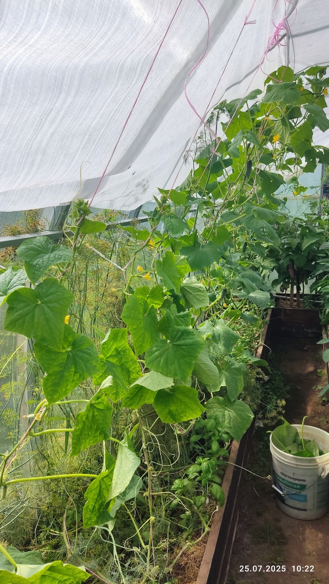 На фото спереди плети уже опущенные, позади ещё нет. Можно сказать фото до и после ))