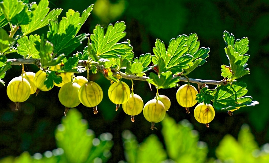 Ягоды крыжовника.