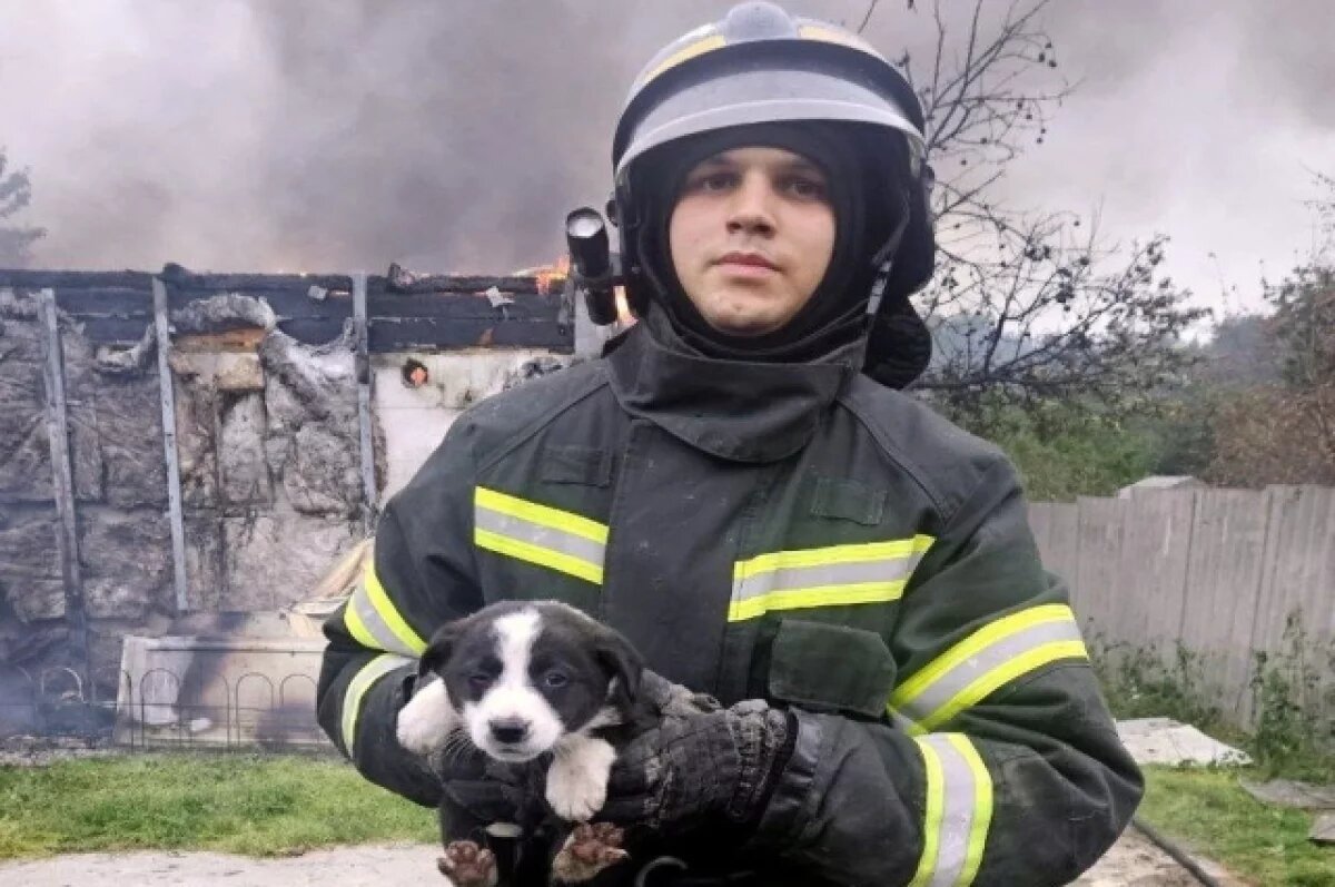    Четверых щенков спасли при пожаре в челябинском СНТ